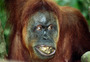 sumatra - bukkit lawang - orang utan 3.jpg